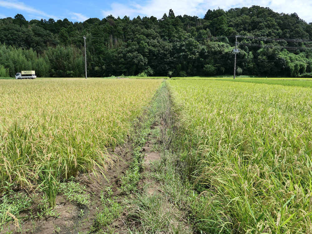 収穫前の乾直(ふさおとめ 左)と移植(右) 8月19日